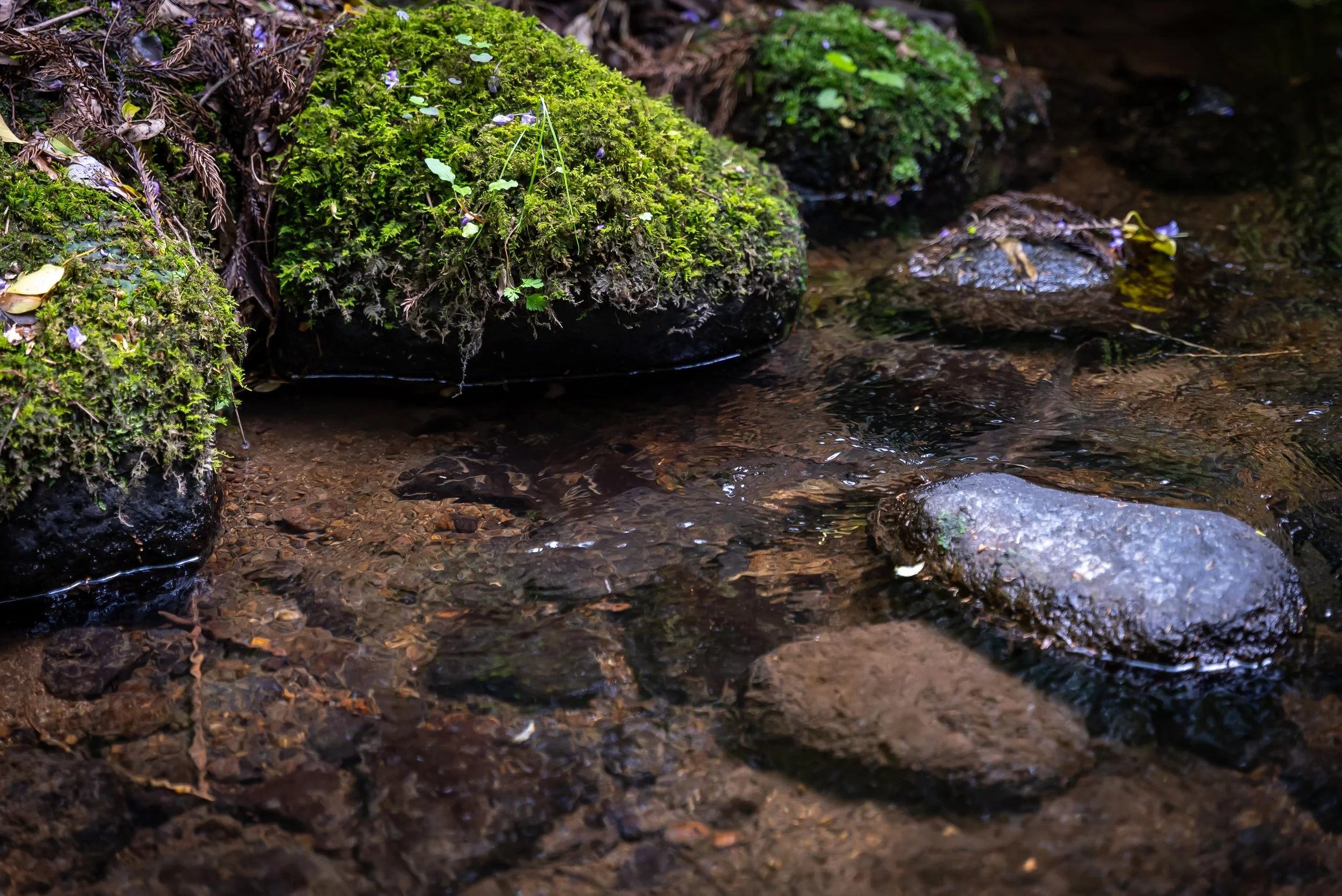 All about Japanese Giant Salamanders — Sustainable Daisen